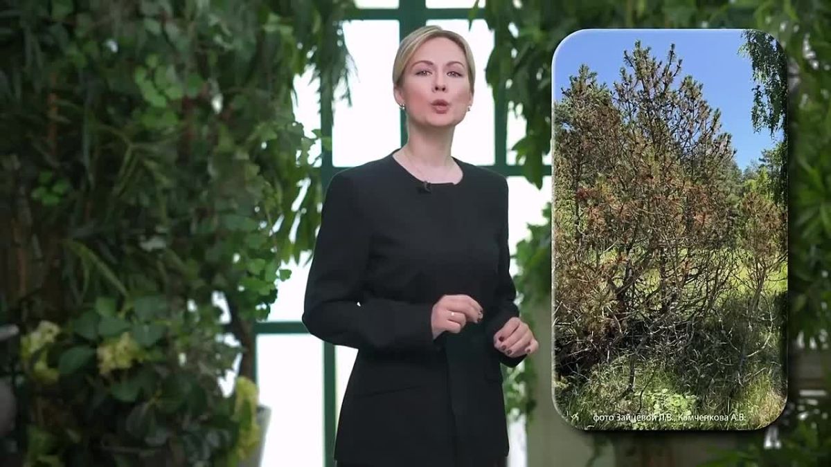 Коричневый пятнистый ожог хвои сосны: признаки и меры защиты