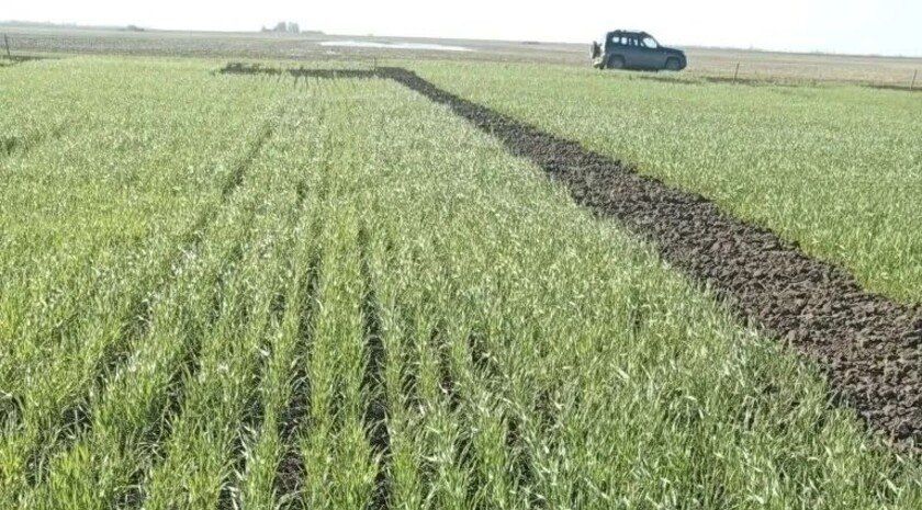 В Запорожской области испытали 28 сортов озимых культур