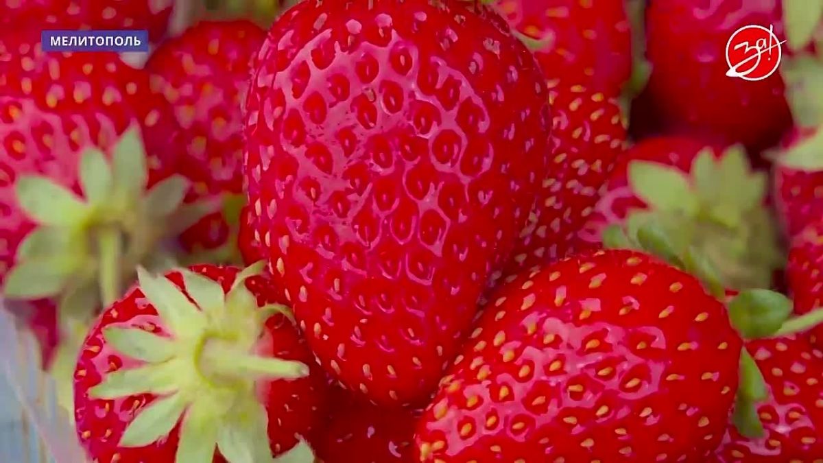 Чем радуют прилавки Мелитополя: какие сезонные овощи и фрукты можно купить на рынках и в магазинах?