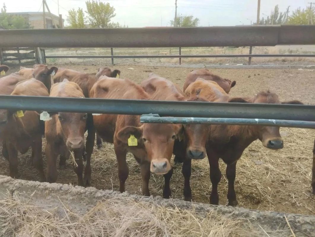 Специалисты Приморского филиала провели клинический осмотр 290 голов КРС в племенном хозяйстве ООО «Приморский» Специалисты Приморского филиала провели клинический осмотр 290 голов КРС в племенном хозяйстве ООО «Приморский»