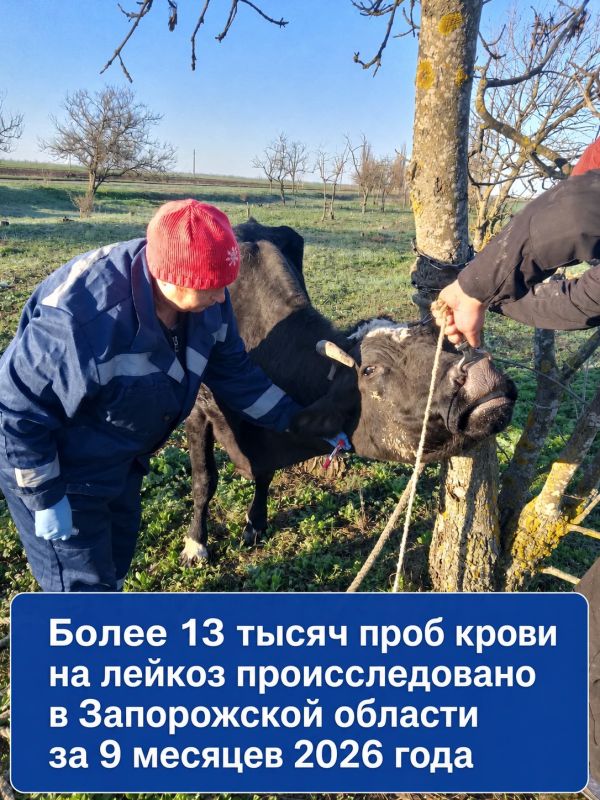 Специалисты государственной ветеринарной службы Запорожской области провели более 13 тысяч диагностических исследований на лейкоз КРС