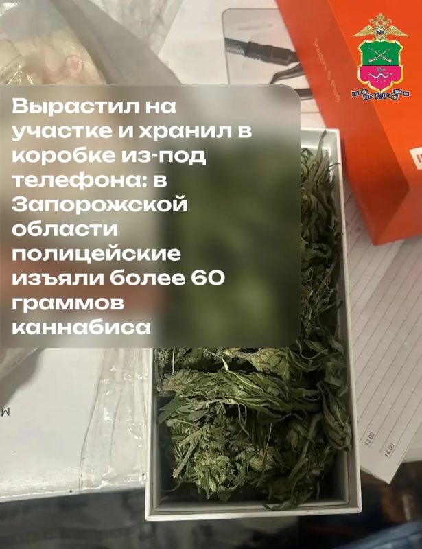 Вырастил на участке и хранил в коробке из-под телефона: в Запорожской области полицейские изъяли более 60 граммов каннабиса