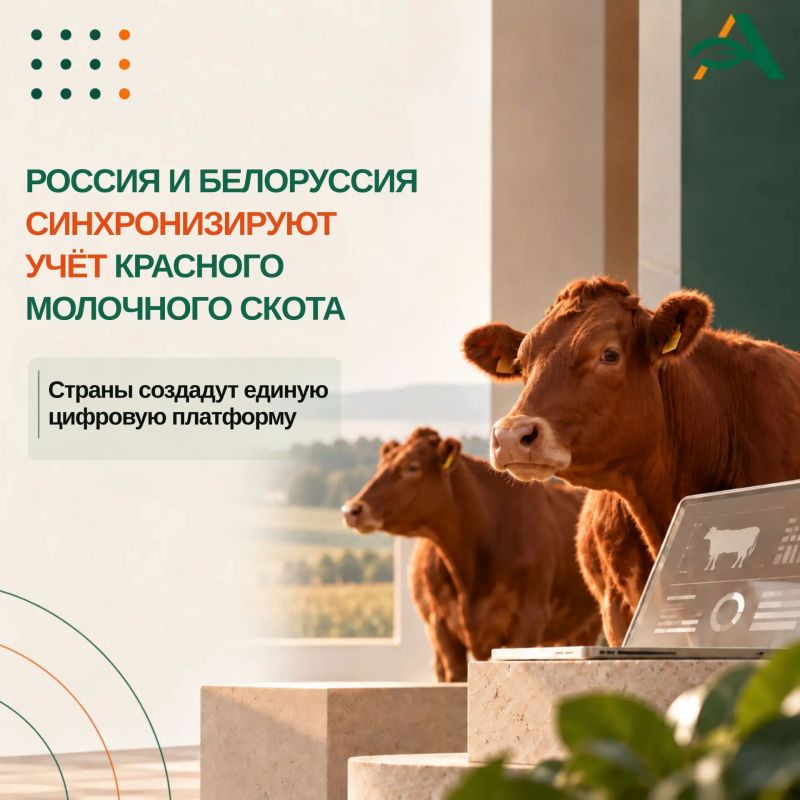 Россия и Белоруссия создадут единую цифровую платформу красного молочного скота