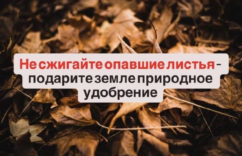 Не сжигайте опавшие листья — подарите земле природное удобрение!