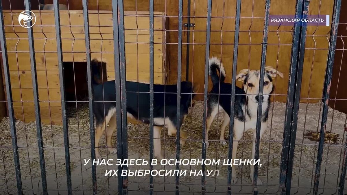 Алёна Трокай: Андрей Епишин — кинолог, который начал дрессировать собак в 16 лет