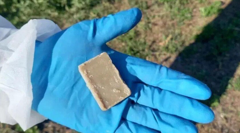 В Запорожской области диких животных привьют от бешенства с помощью съедобных приманок